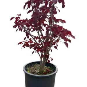 Cotinus Coggygria