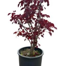 Cotinus Coggygria