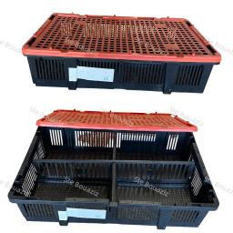 cage cage transport poussin