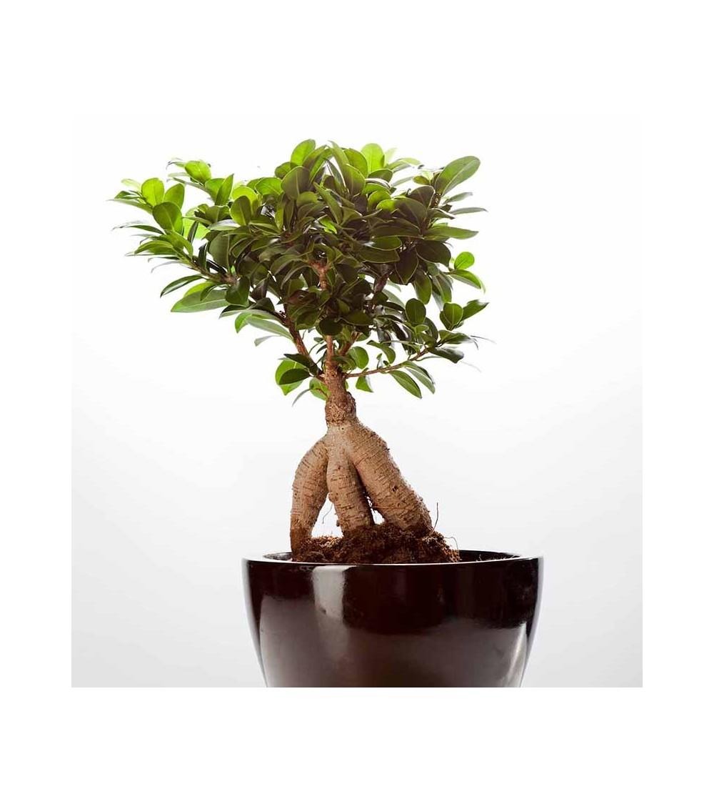 Ficus Ginseng