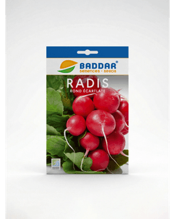 Baddar SEMENCE RADIS RON ECARLATE BADDAR