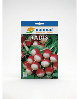 Baddar SEMENCE RADIS NATIONAL BADDAR