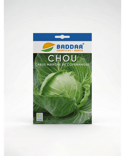 Baddar SEMENCE CHOU CABUS MARCHE DE COPENHAGUE BADDAR