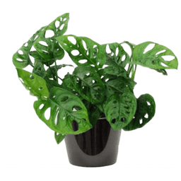 MONSTERA MONKY