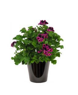 grandes fleurs