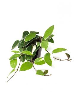 Hoya a feuille panachée