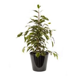 Ficus golden