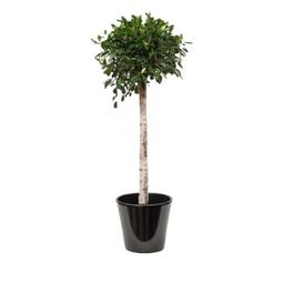 Ficus nitida