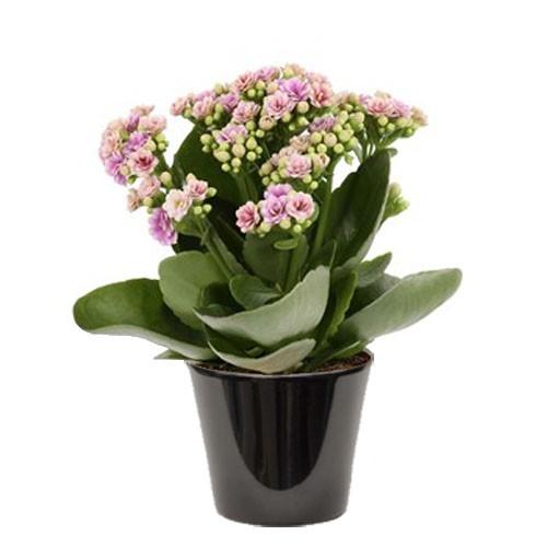 Kalanchoë bloss gevuld