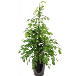 Ficus benjamina