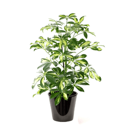 Schefflera panaché