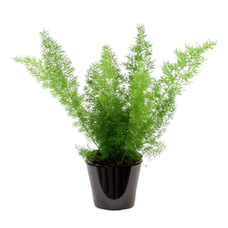 Asparagus sprengeri