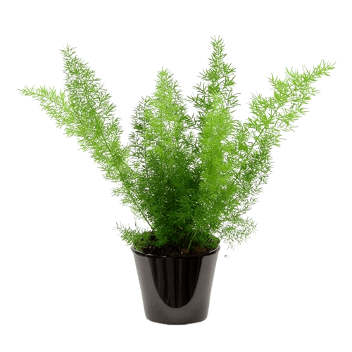 Asparagus sprengeri