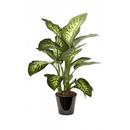 Dieffenbachia maroba