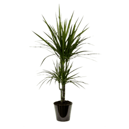 Dracaena marginata