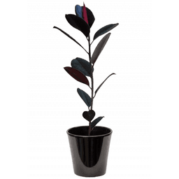 Ficus Decora