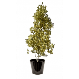 Ficus exotica