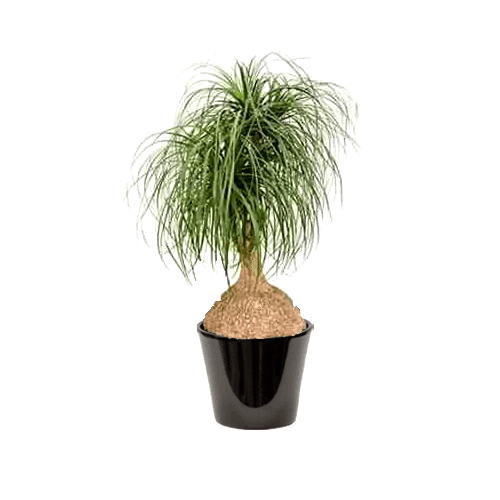 Beaucarnea recurvata