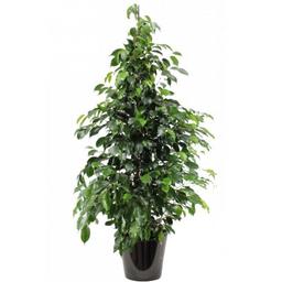Ficus Danielle