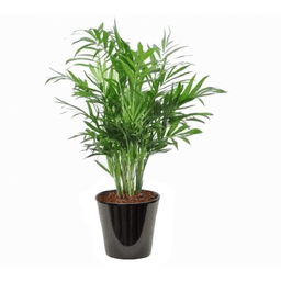 Chamaedorea elegans