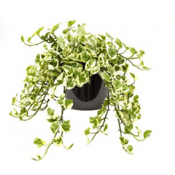 Pothos panaché