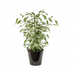 Ficus Starlight