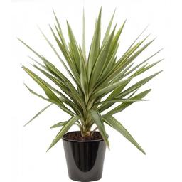 YUCCA JEWEL