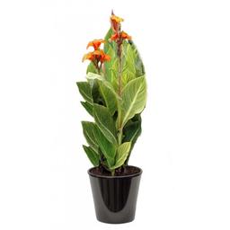 Canna panaché