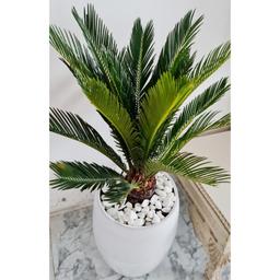 Plante D'intérieur Ou