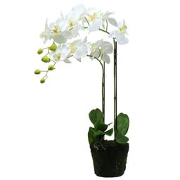 Idée Cadeau Plante